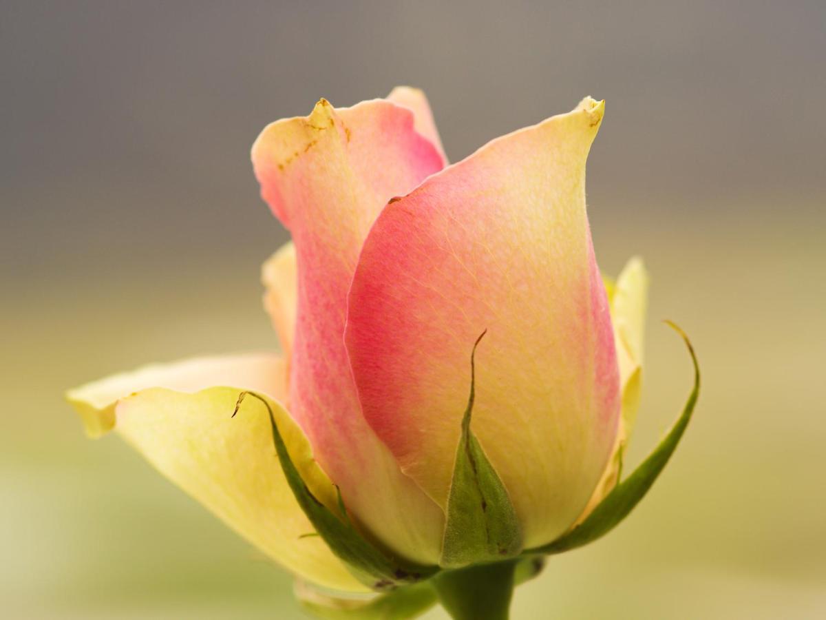 Herberge Zur Rose Броттероде Экстерьер фото